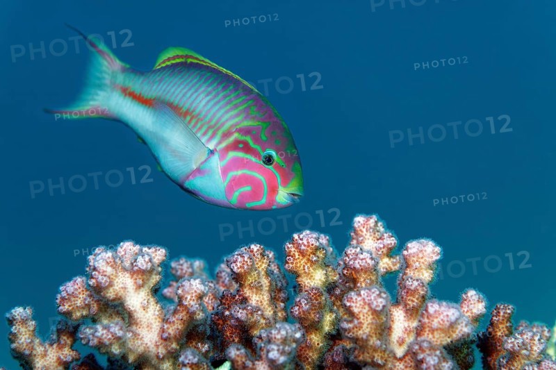 Red Sea Junker (Thalasoma klunzingeri) swimming over stony coral, Red Sea, Sharm el Sheik, Egypt