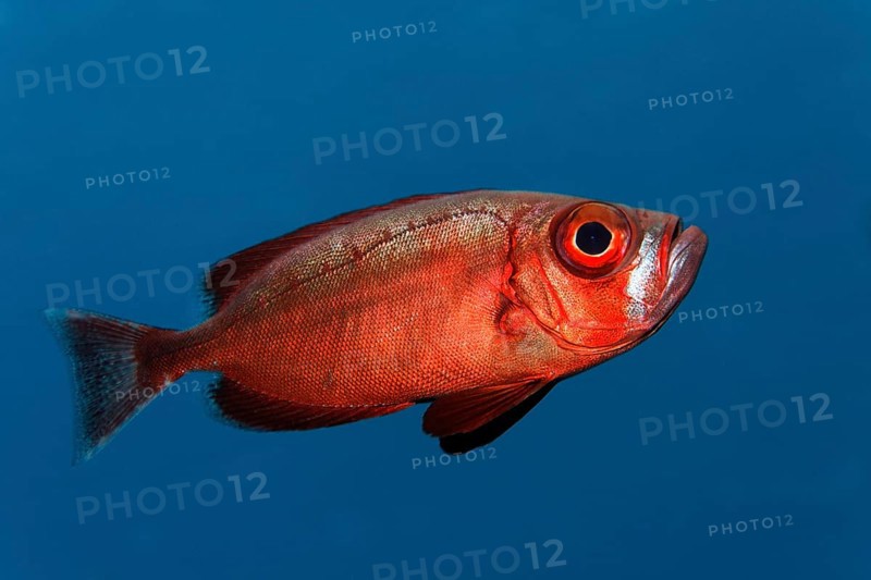 Reef bigeye perch (Priacanthus hamrur) swimming in blue water, Sharm el Sheik, Egypt