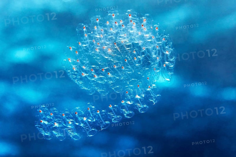 Salp colony, salp chain salp, (Thaliacea) drifting in the open sea, Red Sea, Egypt
