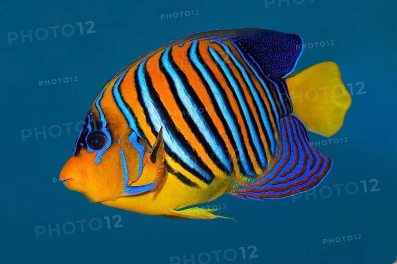 Peacock angelfish (Pygoplites diacanthus) swimming in blue water, Red Sea, Sharm el Sheik, Egypt