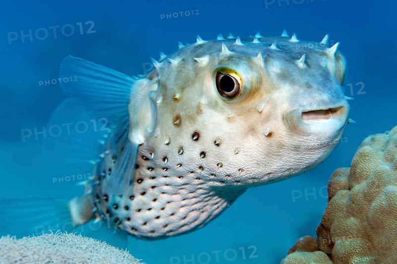 Yellow-spotted hogfish (Cyclichthys spilostylus) swimming over coral reef, Red Sea, Sharm el Sheik, Egypt