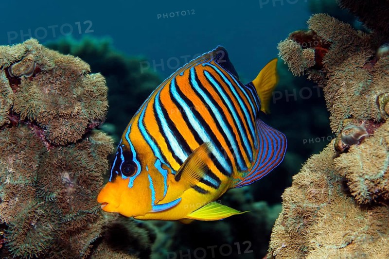 Peacock angelfish (Pygoplites diacanthus) swimming over coral reef with disc anemone (Discosoma rhodostoma), Red Sea, Sharm el Sheik, Egypt