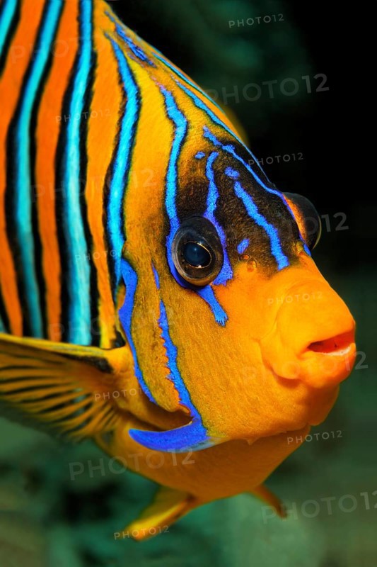 Portrait Peacock Angelfish (Pygoplites diacanthus) Red Sea, Sharm el Sheik, Egypt