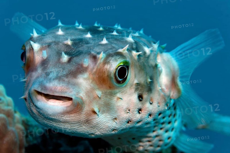 Portrait, Yellow-spotted hogfish (Cyclichthys spilostylus) swimming over coral reef, Red Sea, Sharm el Sheik, Egypt