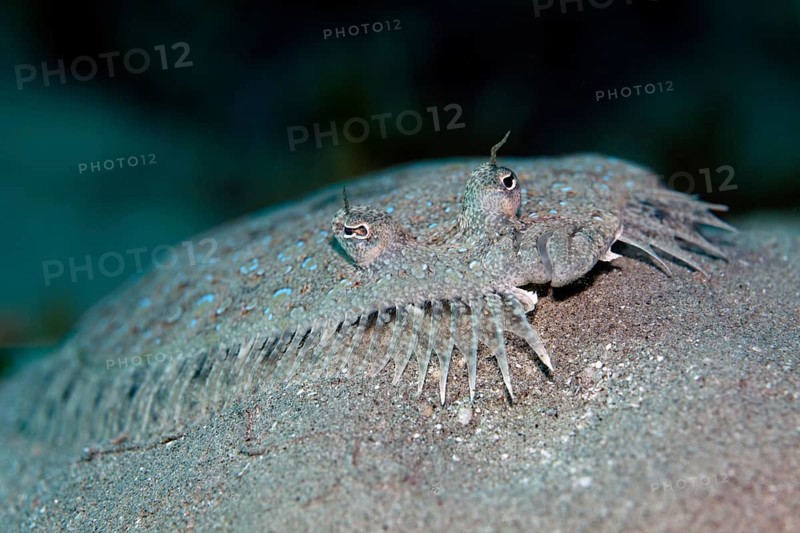 Portrait, panther turbot (Bothus pantherinus), lying on sandy bottom, Red Sea, Egypt