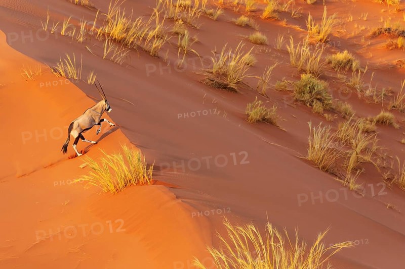 Gemsbok (Oryx gazella). Roaming the dunes of the Namib Desert. Aerial view from a helicopter. Namib-Naukluft Park, Namibia