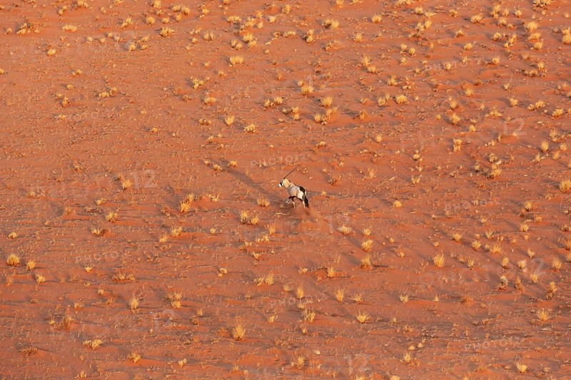 Gemsbok (Oryx gazella). At a sandy plain in the Namib Desert. Aerial view from a helicopter. Namib-Naukluft Park, Namibia