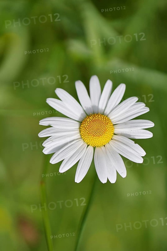 Daisy (Leucanthemum vulgare), flower in a meadow, close-up, macro, Wilnsdorf, North Rhine-Westphalia, Germany