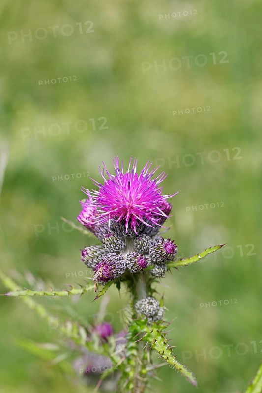 Marsh thistle (Cirsium palustre), flowers, Wilnsdorf, North Rhine-Westphalia, Germany