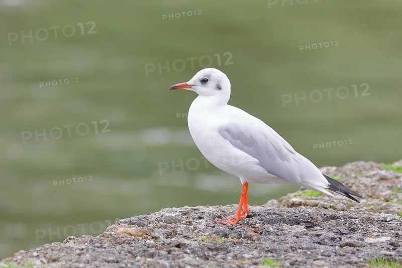 Black-headed gull (Chroicocephalus ridibundus), standing on a wall on the lakeshore, Lake Chiemsee, Prien, Bavaria, Germany