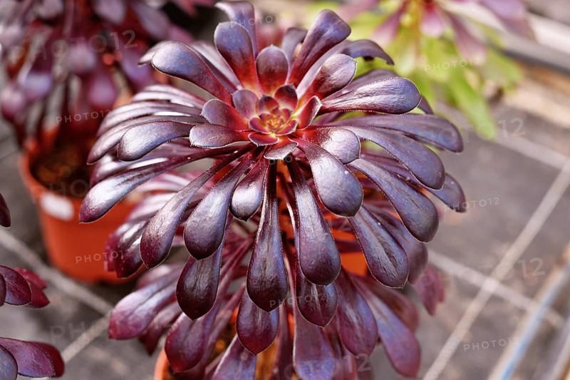 Close up of 'Aeonium Arboreum' succulent with dark purple leaves. Decorative rosette-shaped plant in pot