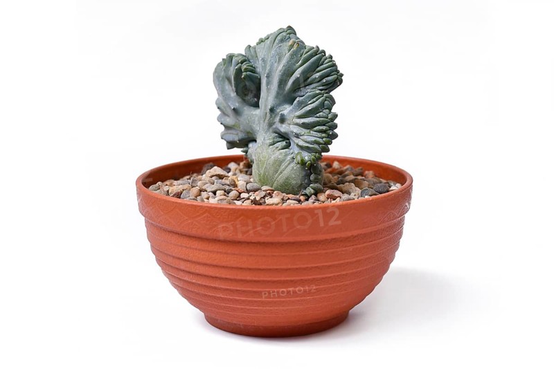 Shrubby 'Myrtillocactus Geometrizans f. Cristata' cactus with candelabra-like branching in flat flower pot on white background