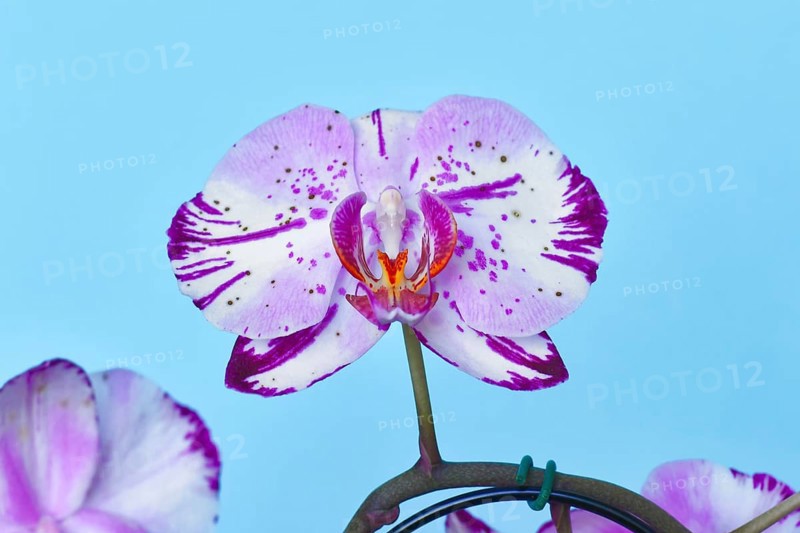 Close up of two colored purple and white flower of 'Phalaenopsis Magic Art' orchid on blue background
