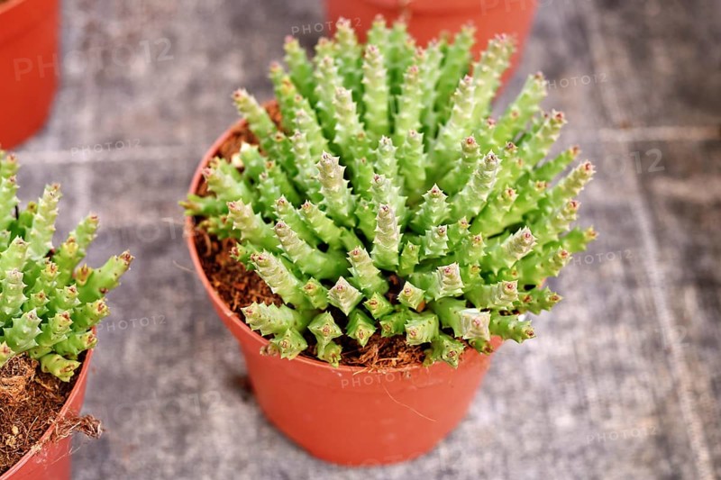 Small 'Stapelia Desmetiana' houseplant with cactus-like toothed stems in flower pot. Also called 'Orbea Variegata'