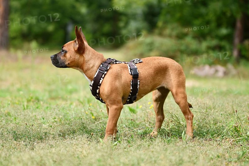 Dog with Y-shaped dog harness standing on meadow