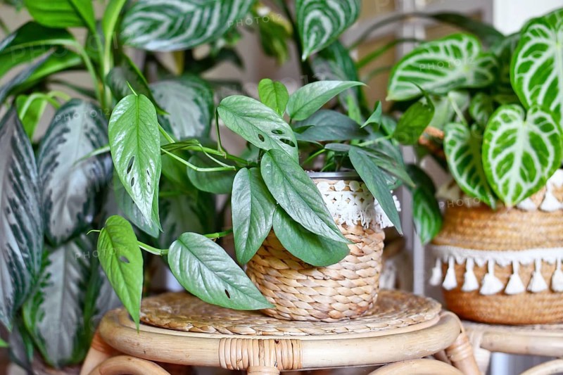Tropical 'Epipremnum Pinnatum Cebu Blue' houseplant with silver-blue leaves with other houseplant in urban jungle in living room