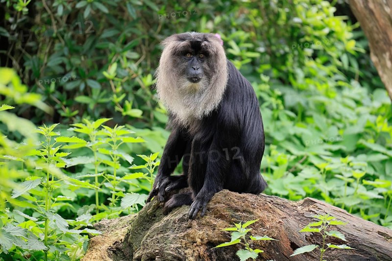 Bearded monkey (Macaca silenus), Wanderu, adult, sitting, alert, captive, India