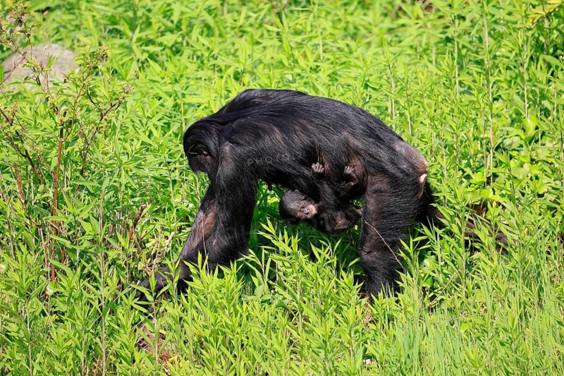 Bonobo (Pan Paniscus), pygmy chimpanzee, adult, female, juvenile, mother, social behaviour