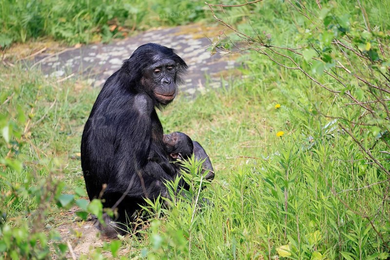 Bonobo (Pan Paniscus), pygmy chimpanzee, adult, female, juvenile, mother, social behaviour, suckling