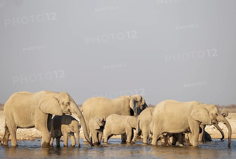 African Elephant (Loxodonta africana). Breeding herd drinking at a waterhole. Etosha National Park, Namibia