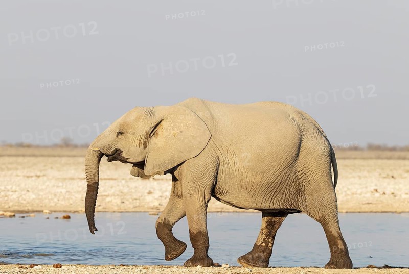African Elephant (Loxodonta africana). Subadult at a waterhole. Etosha National Park, Namibia
