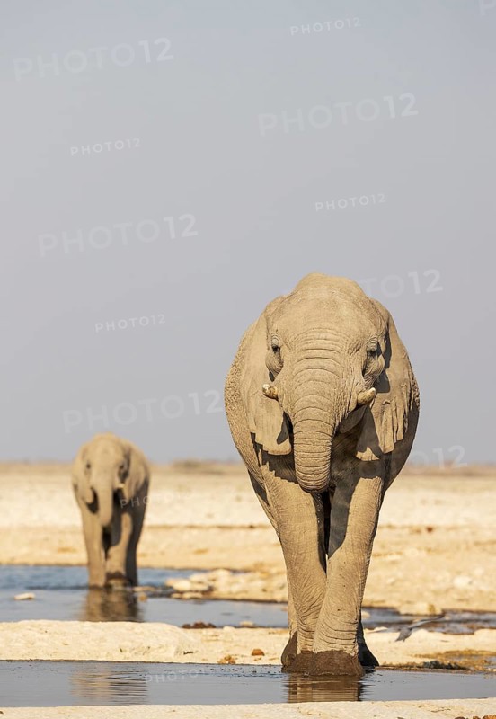 African Elephant (Loxodonta africana). Bulls drinking at a waterhole. Etosha National Park, Namibia
