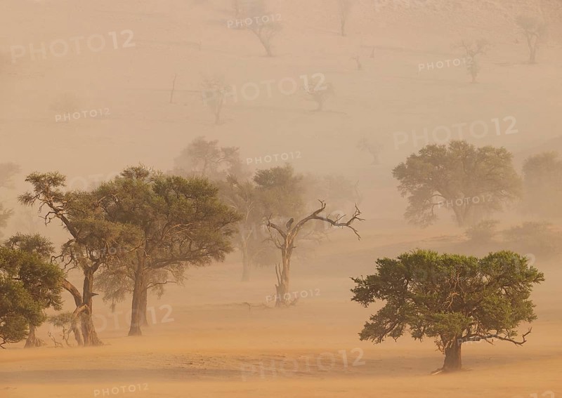 Camelthorn trees (Vachellia erioloba) in a sand storm in the Tsondab Valley. Namib Desert, Namibia