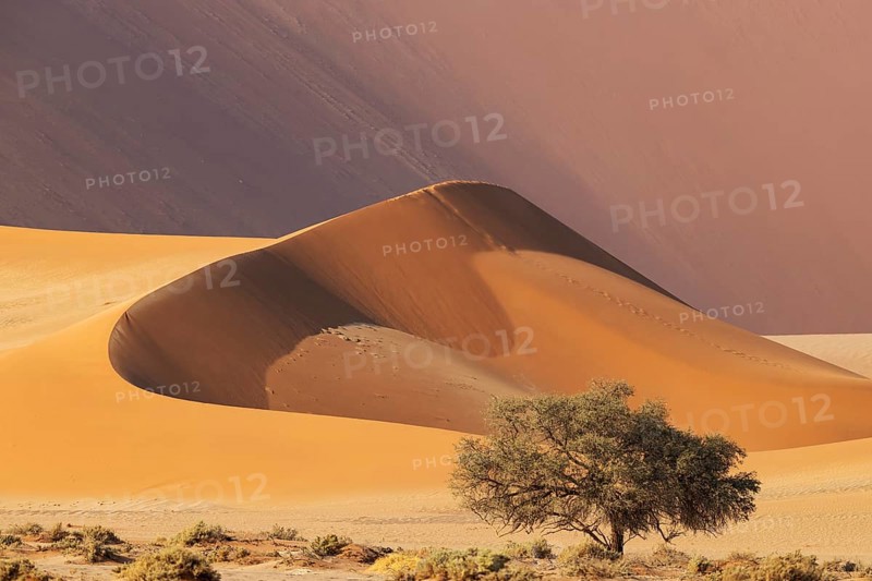 Sand dune and camelthorn tree (Vachellia erioloba) in the Namib Desert, Namib-Naukluft Park, Namibia