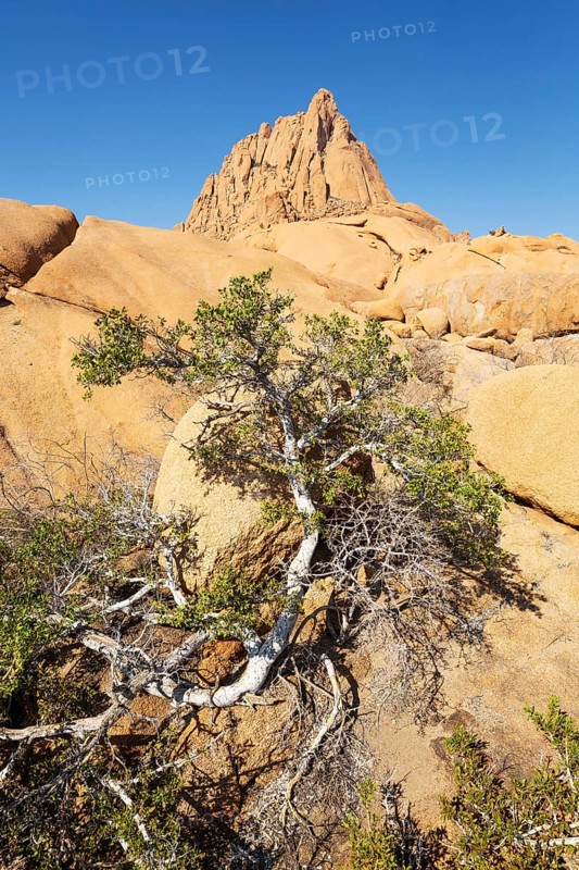 The isolated Spitzkoppe mountain (1728 m). In the foreground a rock fig species. Damaraland, Namibia