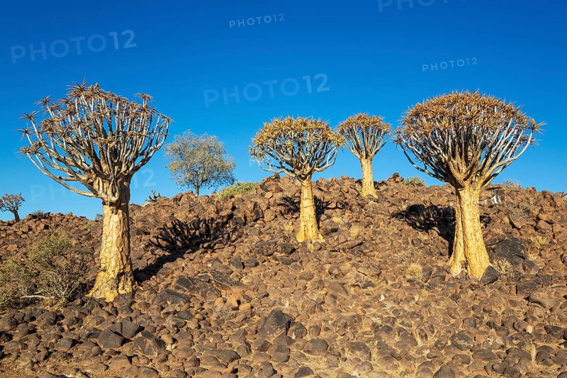 Quiver Tree (Aloidendron dichotomum). Quiver tree forest, Keetmanshoop, Southern Namibia