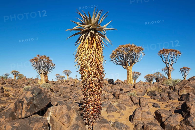 Aloe littoralis and Quiver Trees (Aloidendron dichotomum). Quiver tree forest, Keetmanshoop, Southern Namibia