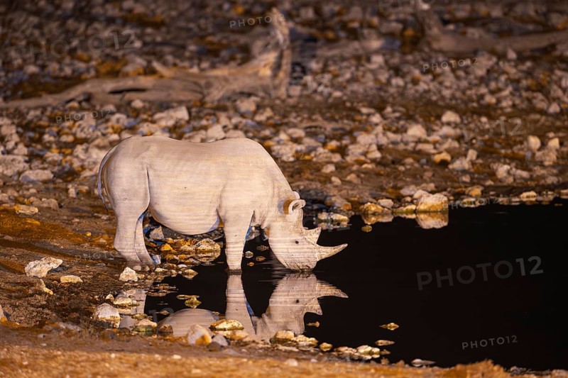Black Rhinoceros (Diceros bicornis). Also called Hook-lipped Rhinoceros. At night at the floodlit waterhole of the Okaukuejo Camp. Etosha National Park, Namibia