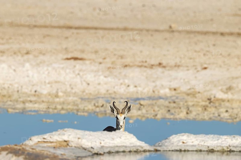 Springbok (Antidorcas marsupialis). Ram at a waterhole. Etosha National Park, Namibia