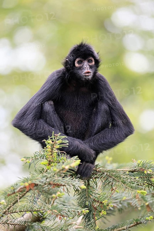 Brown-headed spider monkey (Ateles fusciceps rufiventris), alert, sitting, on tree, South America