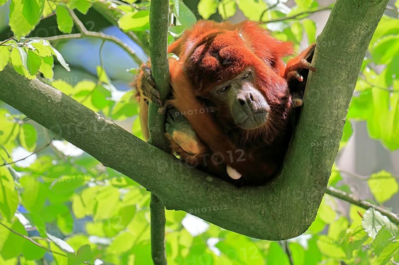 Venezuelan red howler (Alouatta seniculus), adult, on tree, alert, South America