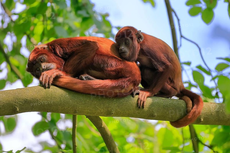 Venezuelan red howler (Alouatta seniculus), adult, female, juvenile, on tree, resting, South America
