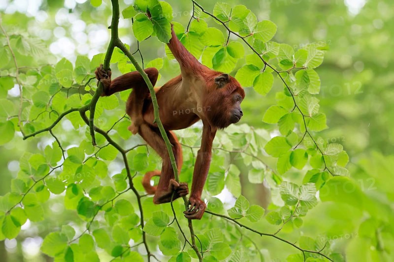 Venezuelan red howler (Alouatta seniculus), adult, male, climbing, tree, vigilant, South America