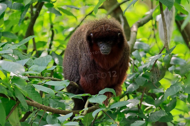 Coppery titi (Plecturocebus cupreus), adult, alert, on tree, South America