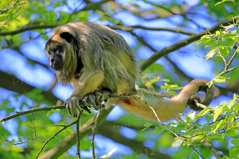 Black howler (Alouatta caraya), adult, female, on tree, alert, South America