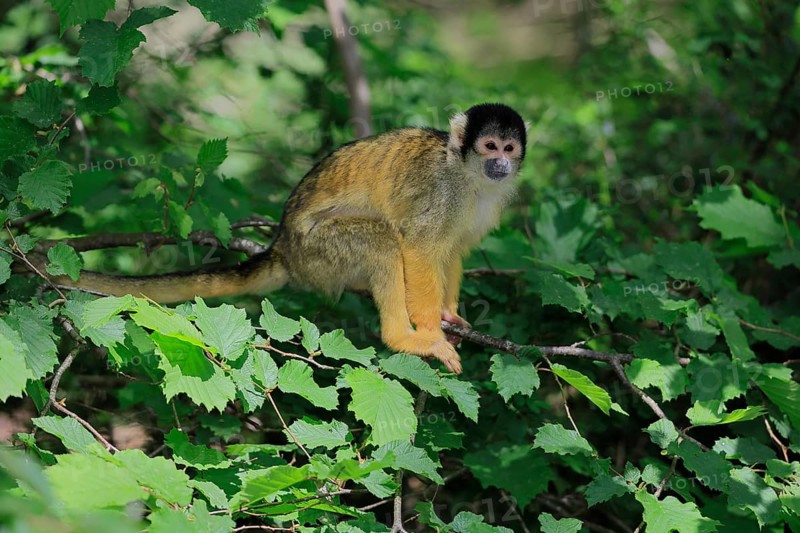 Black-capped squirrel monkey (Saimiri boliviensis), Black-capped squirrel monkey, adult, on tree, alert, South America