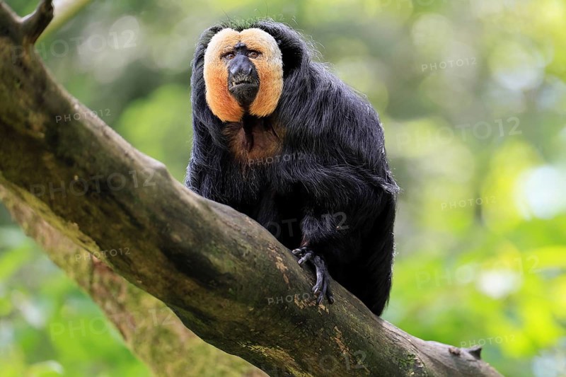 White-headed Saki (Pithecia pithecia), adult, tree, male, vigilant, South America