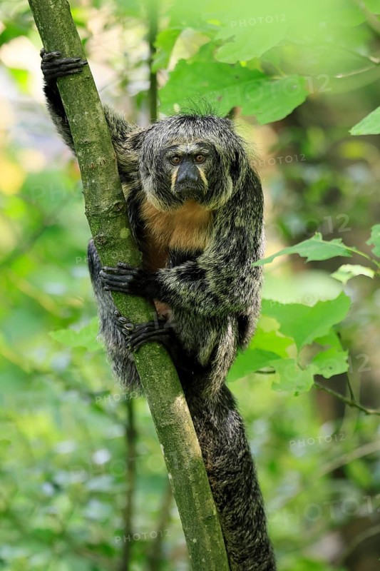 White-headed Saki (Pithecia pithecia), adult, tree, female, vigilant, South America