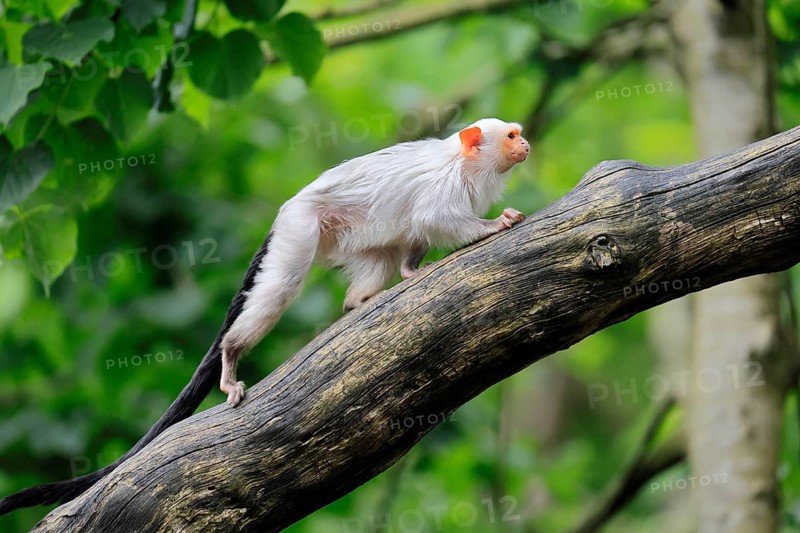 Silver marmoset (Mico argentatus, Syn.: Callithrix argentata), silver marmoset, adult, on tree trunk, running, alert, South America