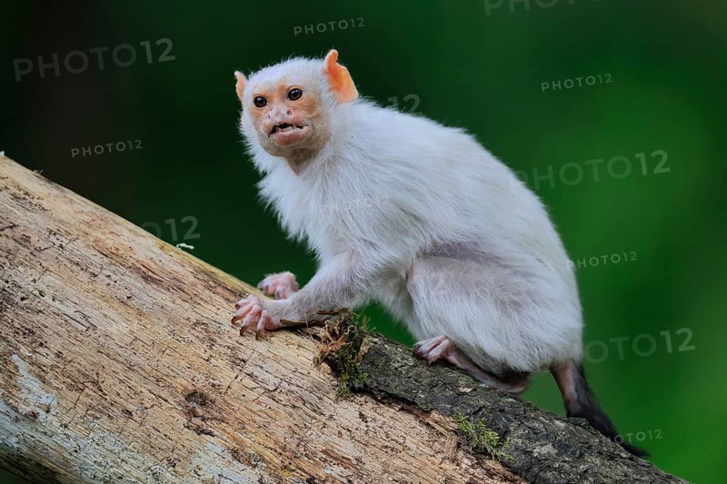 Silver marmoset (Mico argentatus, Syn.: Callithrix argentata), silver marmoset, adult, on tree trunk, sitting, calling, South America