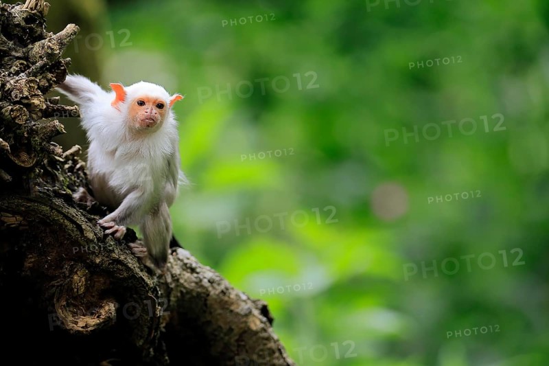 Silver marmoset (Mico argentatus, Syn.: Callithrix argentata), silver marmoset, adult, on tree trunk, foraging, sitting, alert, South America