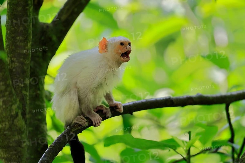 Silver marmoset (Mico argentatus, Syn.: Callithrix argentata), silver marmoset, adult, on tree, calling, sitting, South America