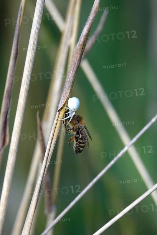 Crab spider, summer, Germany