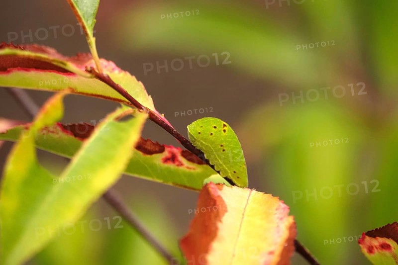 Caterpillar of the sail butterfly, summer, Germany