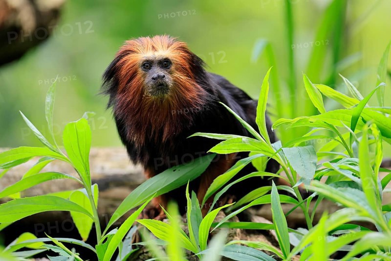 Golden-headed lion tamarin (Leontopithecus chrysomelas), adult, on tree, alert, captive, South America