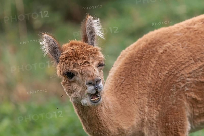 A guanaco stands in a lush green pasture, showing off its striking fur and curious expression. The animal grazes peacefully under a clear sky during the day